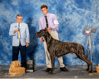 Great Dane #9 Sun BOB NC Tidball Jeff and Vivki Judge Vincent Grosso