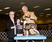 Italian Greyhound #5 Sat WD NC Susan Short J and William R Smith Judge Kathleen M Grosso