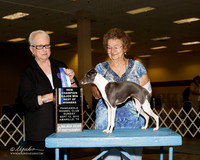 Italian Greyhound #6 Sat Maj BOW NC Short Susan J and  William R L Smith Judge Kathleen M Grosso