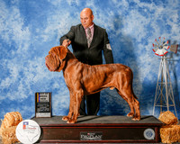Neapolitan Mastiff #11 Sat NC BOB Gurrola Anthony