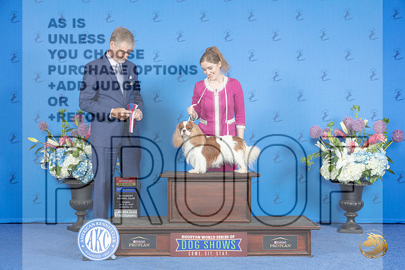 Cavalier King Charles Spaniel #7 SUN WD BOW BOS NC Judge Wood Wornall r__JP_0465_Houston_2024_HR3
