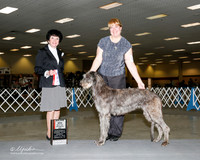 Scottish Deerhound #14 Sun Maj BOS Elizabeth Layton Judge Barbara Dempey Alderson