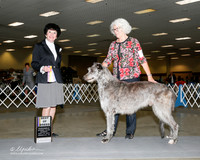 Scottish Deerhound #5 Sun BOB Shaw Ben and Judy  Judge Barbara Dempey Alderson