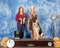 German Shepherd #26 Sun Beg Nov B NT Jackson Shirley Judge Cathleen Caballero