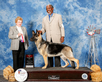 German Shepherd Dog #8 Sun BOS Atkinson Lana R Judge Judith Brown