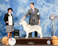 Siberian Husky #6 Sun G4 Wegerer Carl and Tammy L and Pamela Meek Agent Brian Livingston Judge Barbra Dempsey Alderson