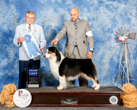 Australian Shepherd #9 Sun G1 Gray Lotterhos Barbara W and Jimmeye Moore Agent Jesus Moreno Judge Vincent Grosso