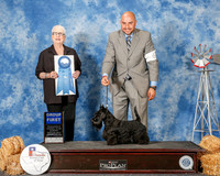Scottish Terrier #6 Sun G1 Edell Kelli Agent Jesus Moreno Judge Kathleen Grosso
