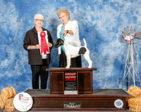 Smooth Fox Terrier #8 Sun G2 Hall Rus and Garcia Judge Kathleen Grosso