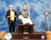 West Highland Terrier #5 Sun G2 Limon Linda and Louis and Marie Purchon Judge Kathleen Grosso