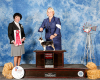 Chihuahua Smooth coat #5 Sun G2 Hughes Linda Agent Brooke Young Judge Barbara Dempsey Alderson