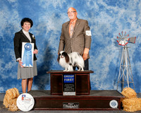 Japanese Chin #5 Sun G1 Fleming Balter Sheila and Dr Anthony Hewitt Agent Victor H Cohen Judge Barbara Dempsey Alderson