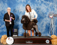 Poodle Standard #10 Sun WB Stevens Ray and sharon Stevens Judge Kathleen Grosso