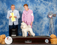 Poodle Miniature #6 Sun G3 Neal Joann Judge Vincent Grosso