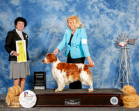 Welsh Springer Spaniel #5 Sun G3 Keller Julie Agent Laura Bergstraser Judge Barbara Dempsey Alserson