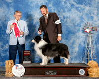 Border Collie #5 Sun G2 Nan Tang and Henry Su Agent Clint Livingston Judge Vincent Grosso