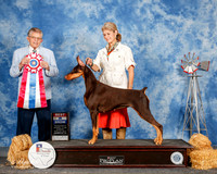 Doberman Pinscher #14 Sun BIS Zimmerman Hillary and Jacqueline and Alan Wendt Agent Linda George Judge Vincent Grosso