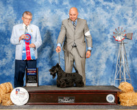 Scottish Terrier #6 Sun RBIS Edell Kelli Agent Jesus Moreno Judge Vincent Grosso