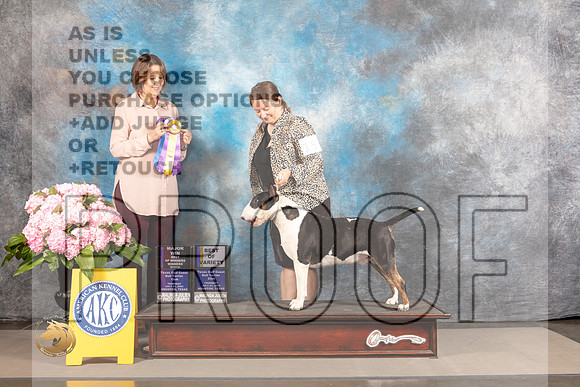 Bull Terrier Colored #15 THUR BOV BOW WB Major Judge Susie Harris_MJ_4008_Houston_2022_HR3