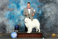 Samoyed #7 Mon G1 Judge Dr Steve Keating