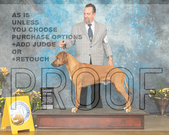 Rhodesian Ridgeback #17 Sun G3 Judge Ray Filburn-MMJ_1849-NWARK2022-HR3