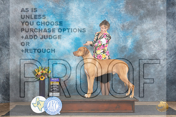Rhodesian Ridgeback #5 Fri BOB Judge Rick Gschwender__JP_9298_Abilene_2024_HR3