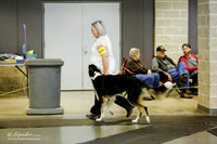 Borzoi Sat Ring