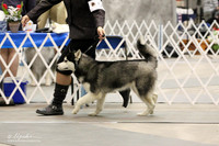 Siberian Husky