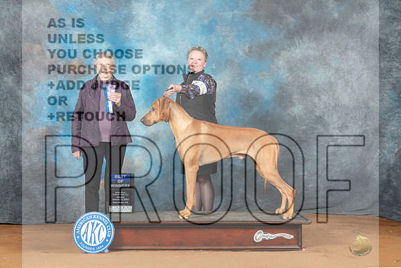 Rhodesian Ridgeback #15 Sun BOW Judge Laurie Telfair-_MJ_6635e_NRKC2023-HR3