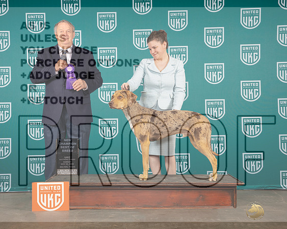 LCLD #287 Sun BELTON BOB Judge Joe Allen-_MJ_3376_UKCBelton2022-HR3