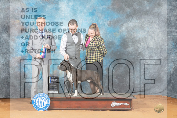 American Staffordshire Terrier #17 Sun BOWCH Judge Fred Bassett-_MJ_6580e_NRKC2023-HR3