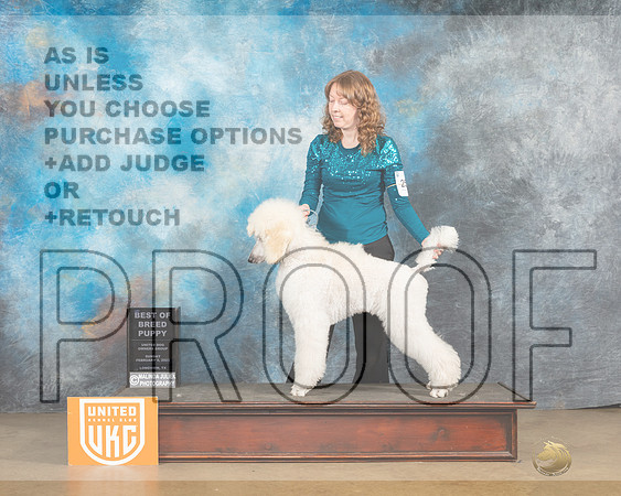 Poodle Std #250 Sun PBOB Judge Roland Pelland-_MJ_9797_UKCLngvsFeb2023-HR3