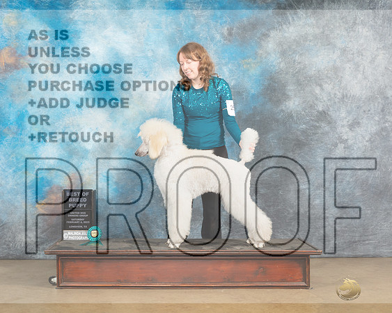 Poodle Std #250 Sat PBOB Sat Judge Tony Raposso-_MJ_9534e_UKCLngvsFeb2023-HR3