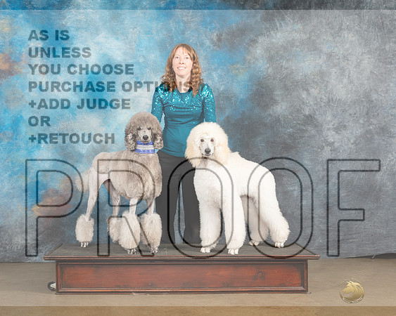 Poodles Std #250 Sun-_MJ_0002_UKCLngvsFeb2023-HR3