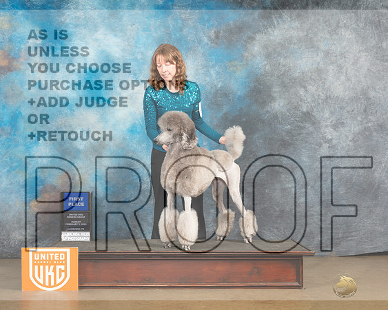 Poodle Std #249 Sun 1st Judge Tony Roposo-_MJ_9866_UKCLngvsFeb2023-HR3