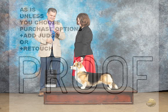 Pembroke Welsh Corgi #176 Sat 1st Judge Tony Raposo-_MJ_9681e_UKCLngvsFeb2023-HR3