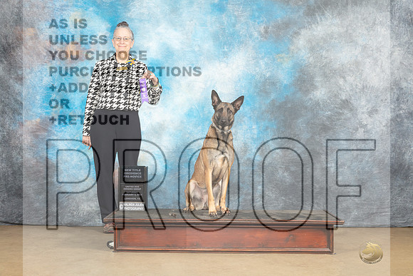 Belgian Malinois #1127 Sat 2 PrNovObTitle Judge Patricia Pierce-_MJ_9523e_UKCLngvsFeb2023-HR3