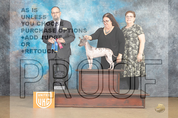American Pit Bull Terrier #299 Sat2 BOW Judge Roland Pelland-_MJ_9489e_UKCLngvsFeb2023-HR3