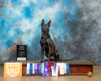 Heather Perillo UKC Longview Feb 2023