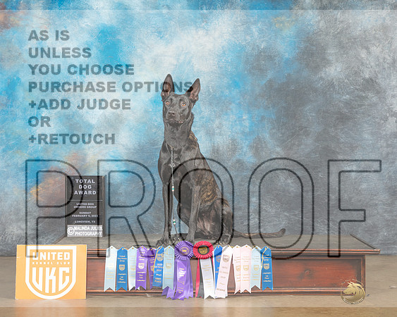 Dutch Shepherd #1102 Sun no judge-_MJ_9965_UKCLngvsFeb2023-HR3