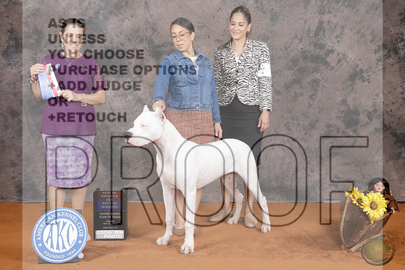Boxer #10 Sun BOS BOW WB Judge Jennifer BellBoxer #10 Sun BOS BOW WB Judge Jennifer Bell_P2_9718e-_Marshall 2026-HR3