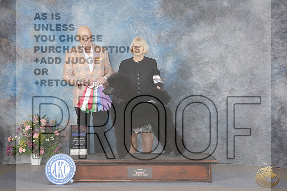 Poodle Standard #8 Sat WB BOW BOS NCH Judge Jack MacGillivary_WP_5487-_Abluqurque NM 2026-HR3