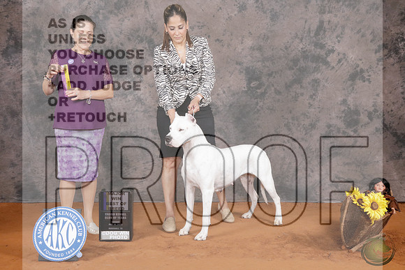 Dogo Argentino #6 Sun BOB MW Judge Jennifer BellDogo Argentino #6 Sun BOB MW Judge Jennifer Bell_P2_9749e-_Marshall 2026-HR3