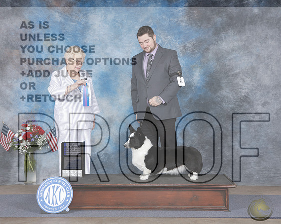 Cardigan Welsh Corgi #6 BOW NCH Judge Judith BrownCardigan Welsh Corgi #6 BOW NCH Judge Judith Brown_WP_6768e-_Abilene 2026-HR3