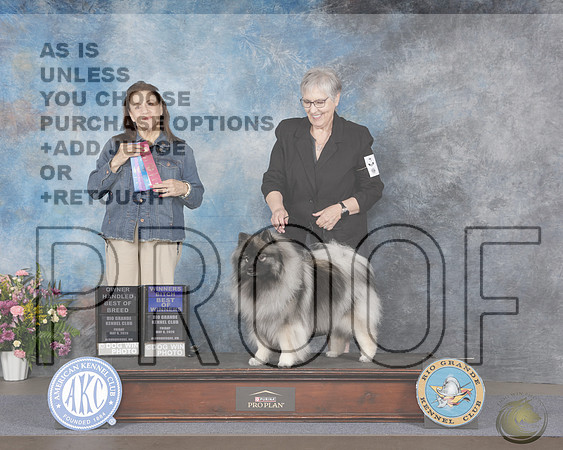 Keeshond #6 Fri WB BOW OHBOB Judge Joan LiebesKeeshond #6 Fri WB BOW OHBOB Judge Joan Liebes_WP_4483e-_Abluqurque NM 2026-HR3