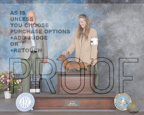 Dachshund Smooth #7 Fri SD Judge Eric LiebesDachshund Smooth #7 Fri SD Judge Eric Liebes_WP_4731e-_Alburqurque NM 2026-HR3