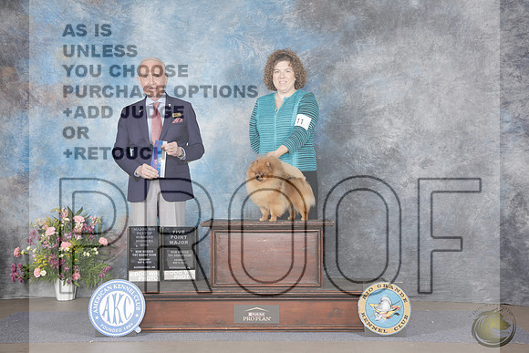 Pomeranian #15 Sat BOW Judge Fred BassettPomeranian #15 Sat BOW Judge Fred Bassett_WP_5580e-_Abluqurque NM 2026-HR3