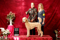 Poodle Standard Sat S1  New GrCh Sherry Stone