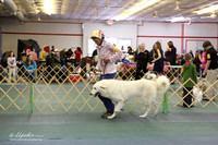 Akbash Dog Sat S2 Ring LR Denton Mar 2013