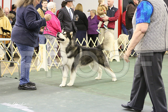AMal-4376-LR